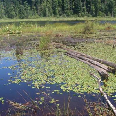Moss Lake, part of a bog wetland complex in Moss Lake Natural Area. Photo by Jennifer Vanderhoof. 