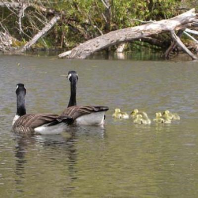 Canada geese, commonly seen in Lake Washington. Photo by Jennifer Vanderhoof. 