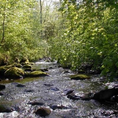 A section of Griffin Creek. Photo copyright King County.