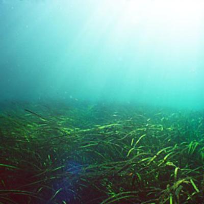 Seagrass meadows provide valuable habitat. Photo by Randy Shuman. 