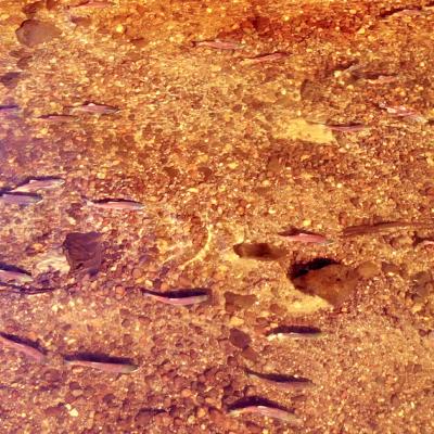Aerial view of kokanee salmon swimming in a stream