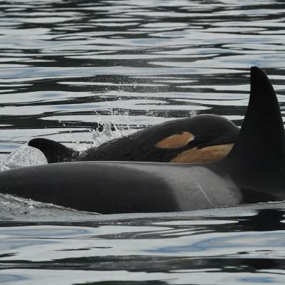 An adult and a juvenile killer whale swimming next to each other