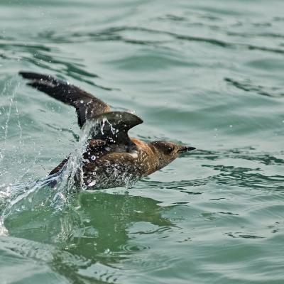 Marbled murrelet taking flight from the water surface, with wings spread and water droplets splashing around it.