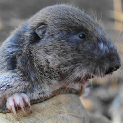 Mazama Pocket Gopher. Photo courtey of WDFW