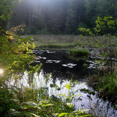 Freshwater habitat in King County. Photo by Jeff Rice. All rights reserved.