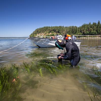 Jeff Gaeckle measures the length of eelgrass using a measuring stick and later records the information for a study on the rate of growth near Joemma Beach State Park in South Puget Sound. Photo: Aaron Barna