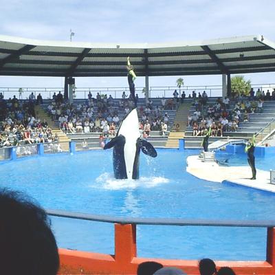 An orca show at Miami Seaquarium featuring southern-resident orca Lolita. Photo by Marc Averette. Avaiable through a Creative Commons Attribution 3.0 Ported license. https://commons.wikimedia.org/wiki/File:Miamiseaquariumlolita.jpg 
