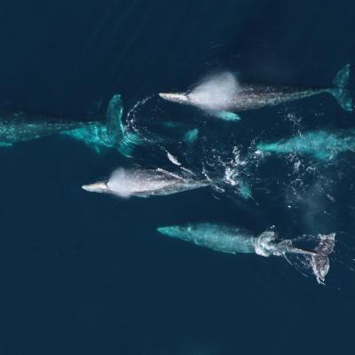 A group of five gray whales swimming in the same direction seen from above.