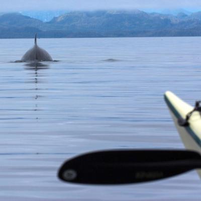 Minke whale ahead of a kayaker