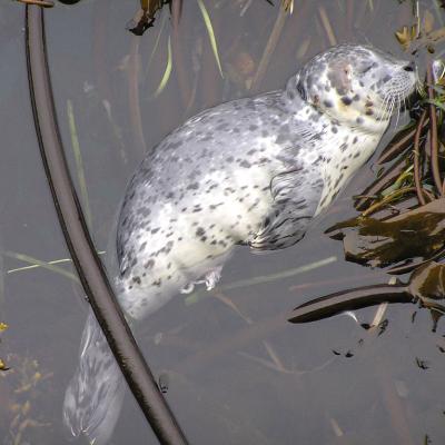 Newborn harbor seal napping on a bed of kelp