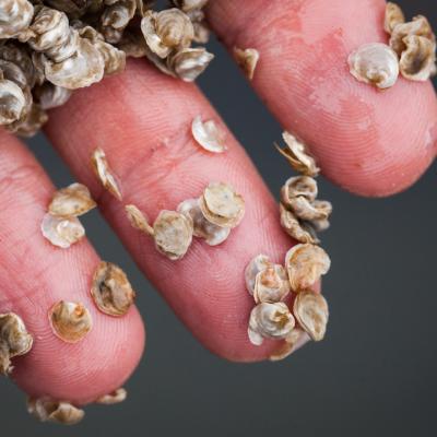 Six-month-old Olympia oyster (Ostrea lurida) seed. Photo: Benjamin Drummond/benjandsara.com