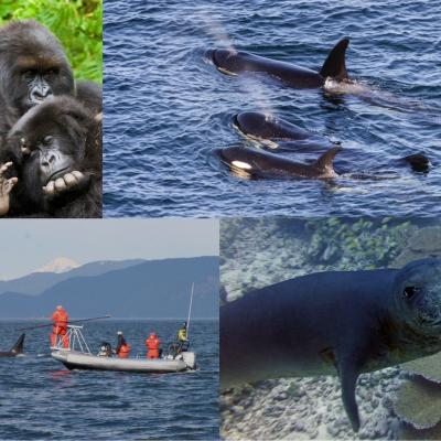 Clockwise from top left: 1) Mountain gorillas. Photo: Andries3 (CC BY-NC 2.0) https://www.flickr.com/photos/andriesoudshoorn 2) J pod Southern resident orcas – Photo: Miles Ritter (CC BY-NC-SA 2.0) https://www.flickr.com/photos/mrmritter/42903242165 3) Scientists collect orca breath samples. Photo: Pete Schroeder 4) Hawaiian monk seal. Photo: Karen Bryan/Hawaiian Institute of Marine Biology (CC BY-NC 2.0) https://www.flickr.com/photos/papahanaumokuakea/38322932854