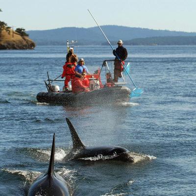Researchers in a boat near killer whales