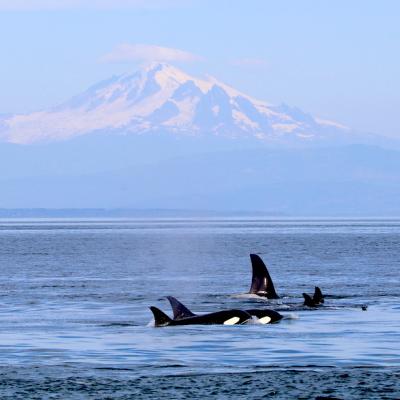 A group of southern resident orcas swimming near San Juan Island. Photo: Rene Leubert (CC BY-NC 2.0) https://flic.kr/p/V4EERj