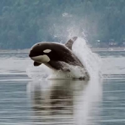 Puget Sound's orcas are among the most contaminated marine mammals in the world. Photo: Minette Layne (CC-BY-2.0) https://en.wikipedia.org/wiki/Killer_whale#/media/File:Orca_porpoising.jpg