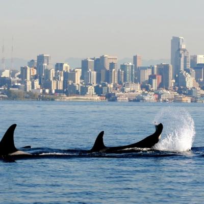 A pod of orcas swimming in Puget Sound with the Seattle skyline in the background.