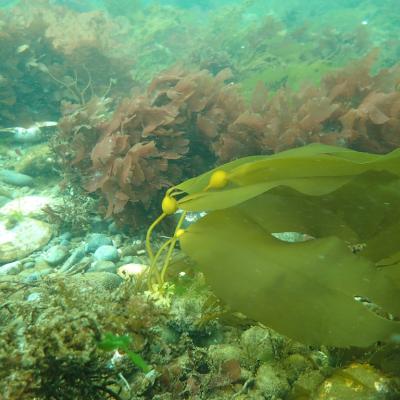 Bull kelp (Nereocystis luetkeana), the only surface canopy species in the Puget Sound, observed in March 2018. Photo: Brian Allen