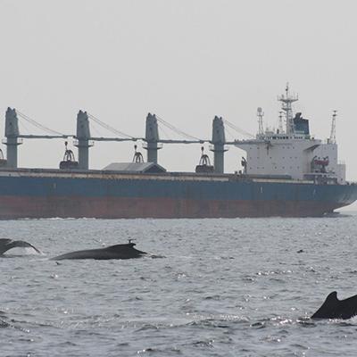Noise from ocean-going ships can harm marine life. Photo courtesy of NOAA. 