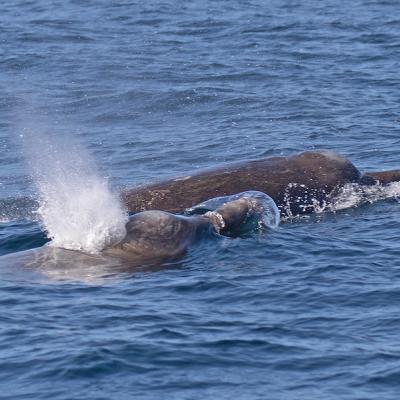 Two whales at ocean surface, one spouting water from blowhole, creating splash in blue water.