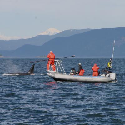 Scientists in a boat use a long pole to capture the breath of an orca. Photo: Pete Schroeder