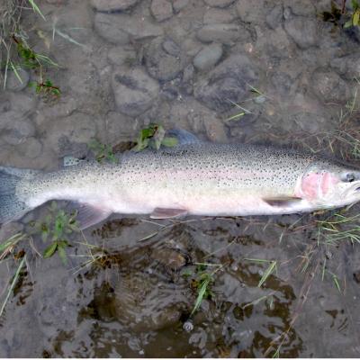 A fish with many small dark spots and pink and grey coloring lying on its side in shallow water.