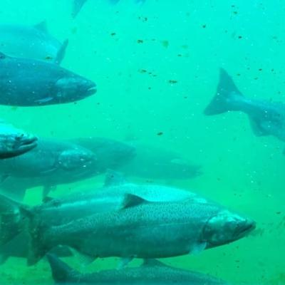 Several fish swimming behind a glass window in blue-green light.