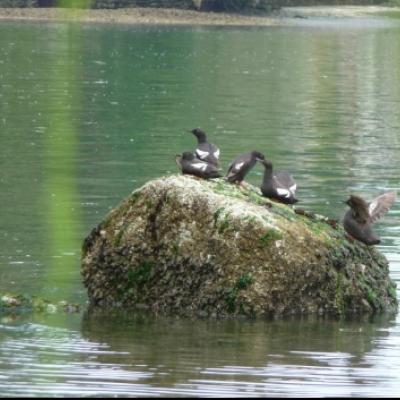 Pigeon Guillemots at Zangle Cove. Photo by Bobbie Moody.