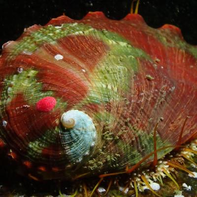 Pinto abalone. Photo: Taylor Frierson