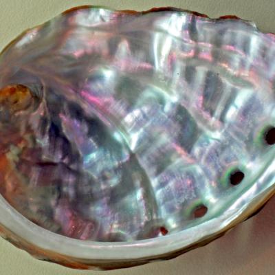 Interior shell of pinto abalone (Haliotis kamtschatkana). Photo: James St. John (CC BY 2.0) https://flic.kr/p/DNTsBV