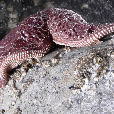Purple sea star. Photo by brewbooks. Creative commons Attribution-ShareAlike 2.0 Generic (CC BY-SA 2.0).