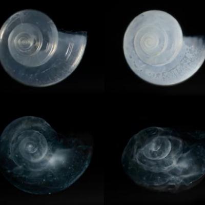In laboratory experiments, a pteropod shell dissolved over the course of 45 days in seawater adjusted to an ocean chemistry projected for the year 2100. Photo: NOAA Environmental Visualization Laboratory