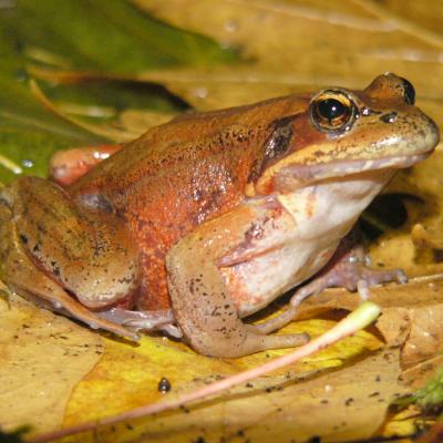 Adult female Rana aurora during fall migration of 2005 in Puget Sound (Hayes, Marc 2005).