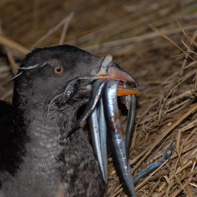 Rhinoceros Auklet carrying sand lance. Photo by Peter Hodum.