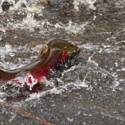 A returning Coho Salmon at the Suquamish Tribe's Grovers Creek Hatchery. Photos: K. King/USFWS (CC BY-NC 2.0)