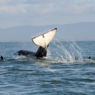 Southern resident killer whales. Photo by Candice Emmons/NOAA Fisheries (CC BY-NC-ND 2.0) 