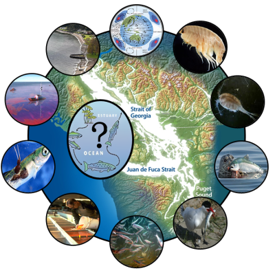 Key hypotheses include bottom-up and top-down processes and additional factors such as toxics, disease, and competition.  Graphic: Michael Schmidt, Salish Sea Marine Survival Project