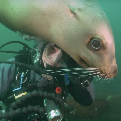 An image from "Salish Sea Wild." Video courtesy of the SeaDoc Society. 