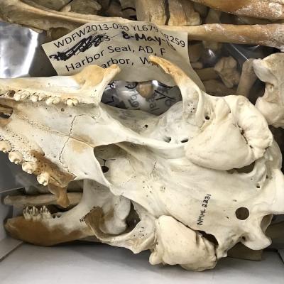 A harbor seal skull in a box
