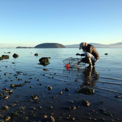 Sharon Riggs from Padilla Bay National Estuarine Research Reserve sets a Fukui trap to monitor European green crabs. Photo: Emily Grason/WSG