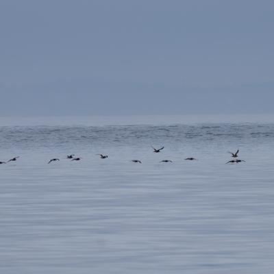 Flock of short-tailed shearwaters flying low over calm ocean water under overcast sky.