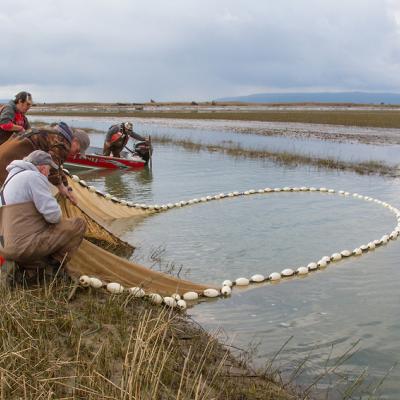 Fir Island Farms habitat restoration monitoring in Skagit County. Project provides rearing habitat for young threatened Chinook salmon along with other wildlife. Copyright: Bob Friel
