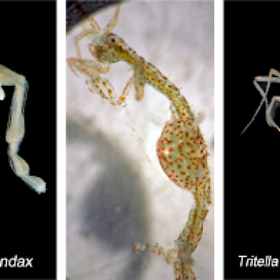 Skeleton shrimp. Image courtesy of Dave Cowles, wallawalla.edu.