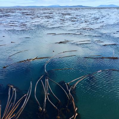 Strands of bull kelp near Smith Island in Puget Sound. Photo by Eric Wagner.