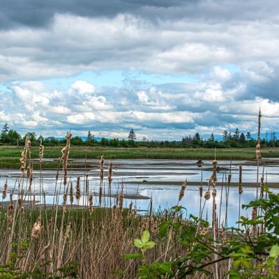 The Snohomish estuary. (AdobeStock)