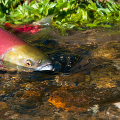  Wild sockeye salmon in Adams River, BC. Photo: Province of British Columbia (CC BY-NC-ND 2.0) https://flic.kr/p/L6McUY