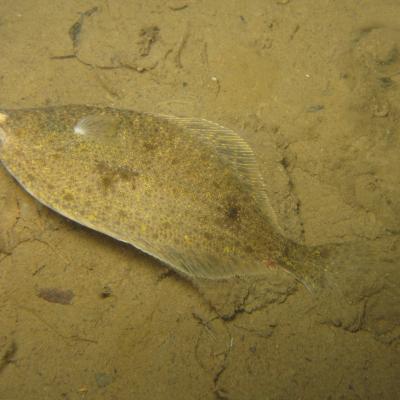 English Sole (Parophrys vetulus) in Puget Sound. Photo: biodiversityguy https://biodiversityguy.smugmug.com/Underwater/Reference-List-Photos-of/i-3GgD5hB/A