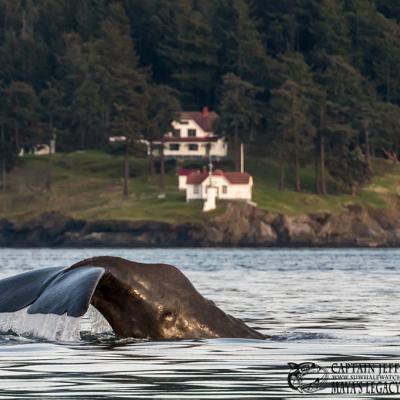 Yukusam the sperm whale in Haro Strait off of Turn Point Lighthouse, Stuart Island, WA. March 2018. Photo: Copyright Jeff Friedman, Maya's Legacy Whale Watching (used with permission) http://sanjuanislandwhalewatch.com/first-ever-sperm-whale-san-juan-islands/
