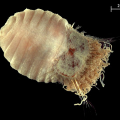 Sternaspis affinis