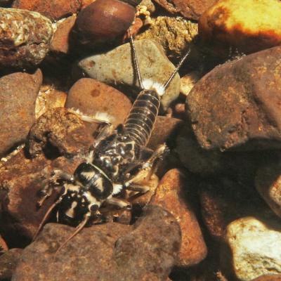 Close up of a stonefly larva on river rocks.