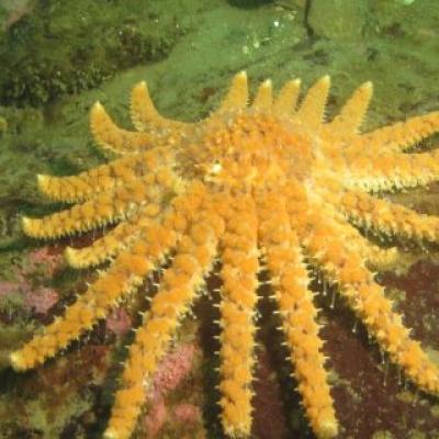 Sunflower sea stars have all but disappeared from the Salish Sea due to sea star wasting disease. Photo courtesy of PLOS ONE
